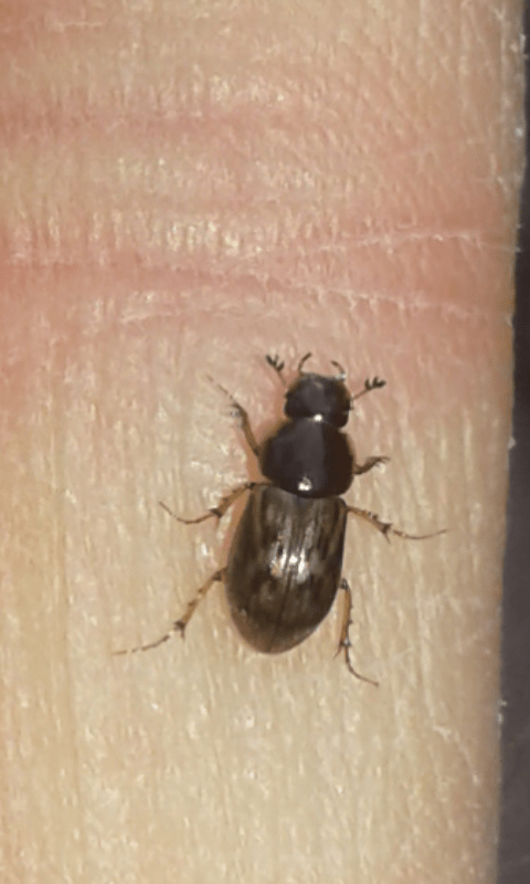 Aphodiidae : Volinus sticticus? Forse Nimbus obliteratus.